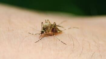 13 cazuri de infecție cu virusul West Nile în România: Cei mai afectați sunt vârstnicii