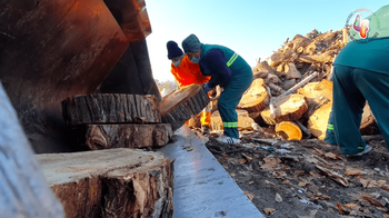 Amendă de 100 de ori mai mare pentru cei care taie ilegal copaci în Bucureşti