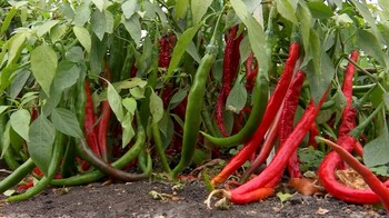 Halepeños? Un cercetător român botează un ardei iute cu numele Simonei Halep. Vrea să fie cel mai iute ardei din lume