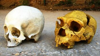 Fosile rare dezvăluie fețele primilor bebeluși ai speciei umane