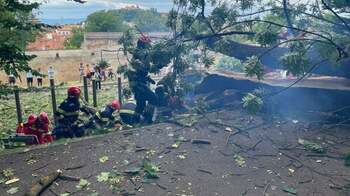 Un tânăr a murit în Brașov, după ce un copac a căzut peste el. Primăria spune că nu avea ce face