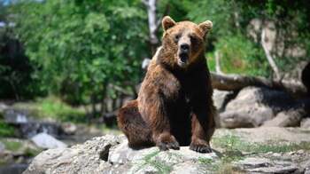 Urșii au dat de gustul mâncării gătite și o caută prin bucătăriile din Vrancea, în frigidere și dulapuri, spune un (…)
