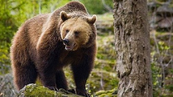 Cioban atacat de urs la o stână masivul Iezer Păpușa