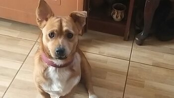Primăria le va interzice craiovenilor să crească mai mult de 2 câini și 2 pisici în apartamen