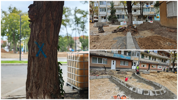 Locatarii continuă să conteste tăierile de arbori din zona Averescu. Primăria Oradea explică situația
