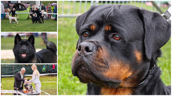 De la Mioritic la Setter Irlandez: cei mai frumoși câini au strălucit în ring la Halloween Dog Show Oradea 2025