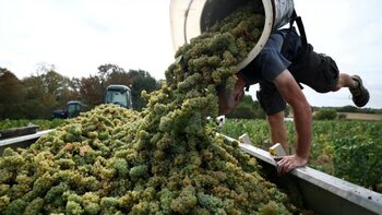 Producția globală de vin se redresează în 2025. Moldova „crește” cu 18% (OIV)