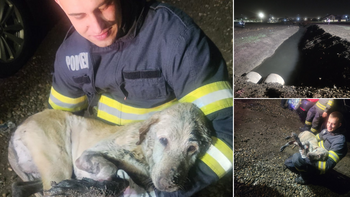 Un suflet în primejdie. Pompierii orădeni au salvat un câine căzut într-un canal din Sântandrei