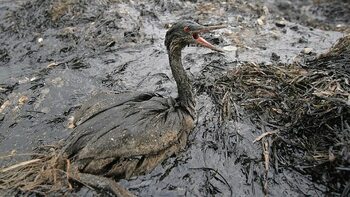 Marea Neagră riscă să devină o mare moartă, inclusiv din cauza războiului (Greenpeace)