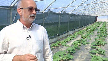 Plante uitate în România, cultivate din nou Vâlcea. Cum foloseau bunicii frunza de brusture în formă de inimă