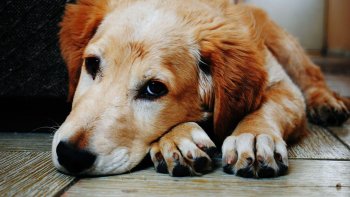 Bărbatul care a spânzurat un câine la comanda stăpânului animalului, condamnat la 3 ani de închisoare, cu executare