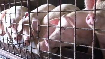 Porcul de Crăciun, mai scump și mai greu de găsit din cauza pestei porcine. Prețul pe un kilogram începe de la 22 de lei