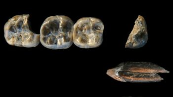 Descoperire uimitoare în arheologie – Au fost găsite fosilele unui unui strămoș uman până acum necunoscut
