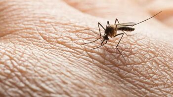 Opt persoane au murit deja din cauza virusului West Nile, în Italia. Nu se mai permit donările de sânge. Medicii (…)