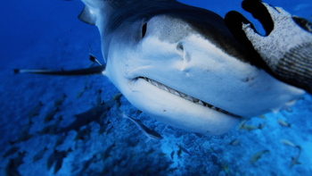 Sharkfest revine: Spectacolul verii cu rechini de pe National Geographic Wild