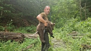 Unul dintre ursuleții orfani de pe Transfăgărășan a fost prins. Urmează să fie dus la Sanctuarul de la Zărnești