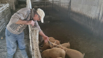 Comparație. Unde găsești cea mai ieftină carne de porc pentru masa de Crăciun