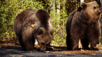 Hrănirea urșilor, pedepsită cu amenzi de până la 30.000 de lei. Se schimbă și modul de intervenție