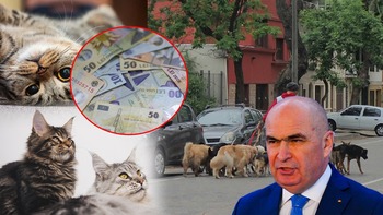 În atenția premierului Ilie Bolojan: 10 milioane de câini și pisici umblă netaxați prin România. Piața produselor (…)