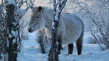 Originea misterioasă a cailor iacuțieni, descifrată în craterul Batagay din Siberia. Cum supraviețuiesc animalele în (…)