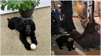 O cățelușă BĂTUTĂ într-un restaurant din sectorul 3 chiar de stăpânul său, care e patronul localului, a ajuns înapoi (…)