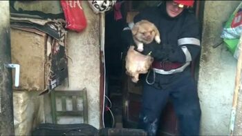 Pompierii eroi! Au salvat 15 câini dintr-o casă în flăcări