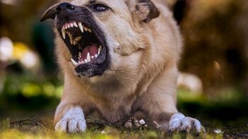 O femeie de 85 de ani a murit după ce ar fi fost sfâşiată de câini