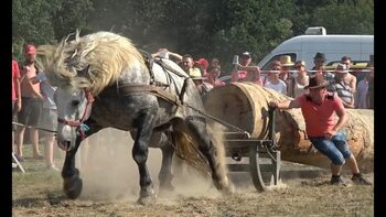 Județul Cluj interzice concursurile cu cai care trag greutăți