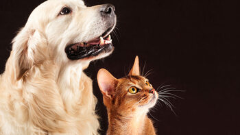 Cât costă să ai un animal de companie în 2025! Toate cheltuielile obligatorii, de la microcip la pașaportul european