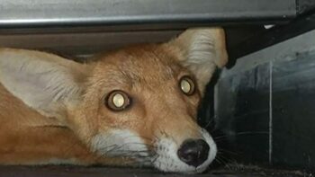 Ce animale sălbatice au devenit o prezență obișnuită în București