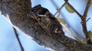 Bucureștenii, terorizați de cicade! Insectele zgomotoase au invadat mai multe zone din Capitală. Ce spun specialiștii?