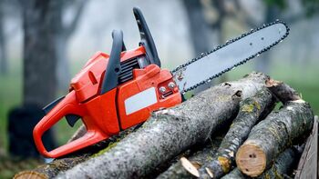 Vâlcea: Lucrător silvic, reținut pentru complicitate la tăiere și furt de arbori din pădure