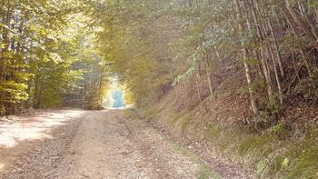 Tânăr mort în Alba, după ce s-a răsturnat cu maşina în albia unei văi / A căzut aproape 3 metri, într-o vale / (…)