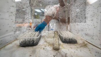 Fabrica uriașă de țânțari din Brazilia: strategia surprinzătoare prin care se încearcă oprirea bolii Dengue