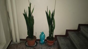 Ce obiecte sunt interzise pe scara blocurilor. Plante care sunt factor de risc la evacuarea în caz de incediu sau (…)