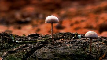 Avertisment: Rețeaua subterană care susține viața pe Pământ are nevoie urgentă de conservare