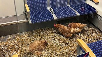 Trei găini, abandonate într-un vagon de clasa I al unui tren din Germania
