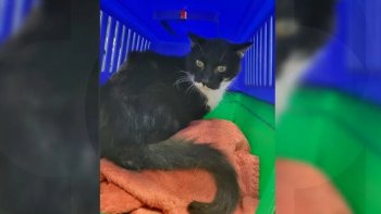 Felix, motanul pierdut în urmă cu 11 ani, a revenit la familie înainte de Crăciun: Adevărată muncă de detectiv