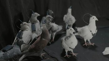 Rușii testează „porumbei-spioni” controlați prin cipuri cerebrale. Biodronele lui Putin ridică întrebări sumbre (…)