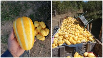 Un român a transformat agricultura într-o afacere de succes cu o cultură exotică. A vândut producția atât în (…)