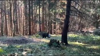 Pui de urs salvat în Poiana Brașov, după ce a rămas blocat cu capul într-un rezervor metalic