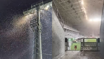Ce este, de fapt, invazia de fluturi din România? Această specie este dăunătoare