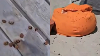 Plajele de pe litoral, invadate de gărgărițe! Turiștii s-au refugiat în apă sau în camerele de hotel