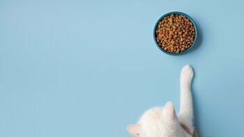 Alimentația potrivită pentru animalele cu afecțiuni renale: Adaptarea în funcție de stadiul bolii, potrivit (…)