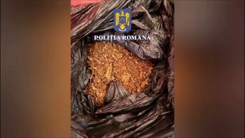 (VIDEO) Contrabandă cu tutun și țigarete – șapte percheziții și mai multe persoane audiate