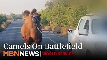 (VIDEO) Cămilă salvată de trupele ucrainene. Animal folosit de armata rusă pe linia frontului