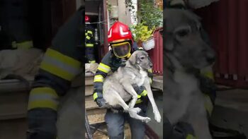 (VIDEO) Incendiu izbucnit la o casă din municipiul Drobeta Turnu Severin