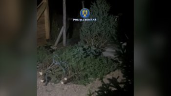 Bărbat din comuna Sânmihaiu Almașului, prins în flagrant cu 20 de brazi furaţi, chiar înainte de Crăciun