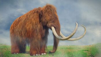 O nouă descendență de mamuți tropicali a fost descoperită în Mexic