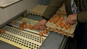 Război între producători şi magazinele din România pe ouă. Exporturile au explodat